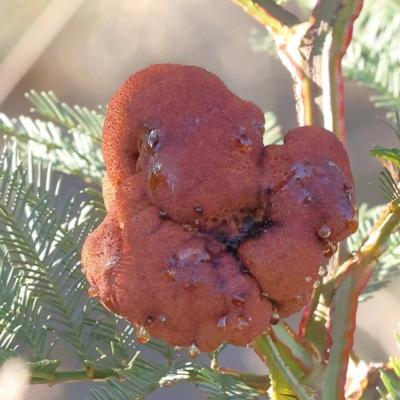 Uromycladium sp. (A gall forming rust fungus) at Pomaderris Nature Reserve - 19 Nov 2023 by ConBoekel