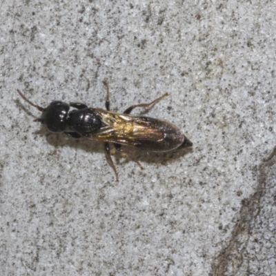 Bethylidae (family) (Bethylid wasp) at Higgins, ACT - 22 Dec 2022 by AlisonMilton