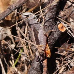 Cryptobothrus chrysophorus (Golden Bandwing) at Gundary, NSW - 18 Nov 2023 by ConBoekel