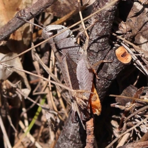 Cryptobothrus chrysophorus at Pomaderris Nature Reserve - 19 Nov 2023