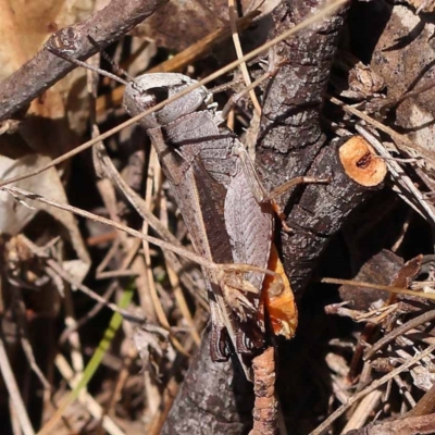 Cryptobothrus chrysophorus (Golden Bandwing) at Gundary, NSW - 18 Nov 2023 by ConBoekel
