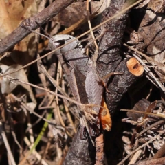 Cryptobothrus chrysophorus at Pomaderris Nature Reserve - 19 Nov 2023