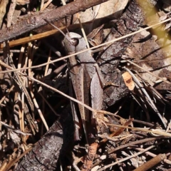 Cryptobothrus chrysophorus at Pomaderris Nature Reserve - 19 Nov 2023