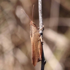 Goniaea australasiae (Gumleaf grasshopper) at Pomaderris Nature Reserve - 19 Nov 2023 by ConBoekel