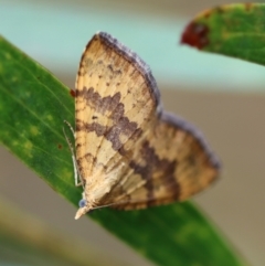 Chrysolarentia correlata (Yellow Carpet) at Mongarlowe, NSW - 23 Nov 2023 by LisaH