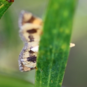 Chrysolarentia correlata at QPRC LGA - suppressed