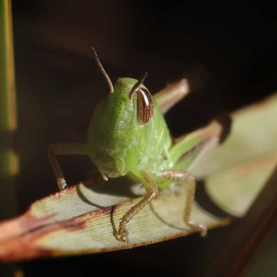 Praxibulus sp. (genus) (A grasshopper) at Pomaderris Nature Reserve - 18 Nov 2023 by ConBoekel