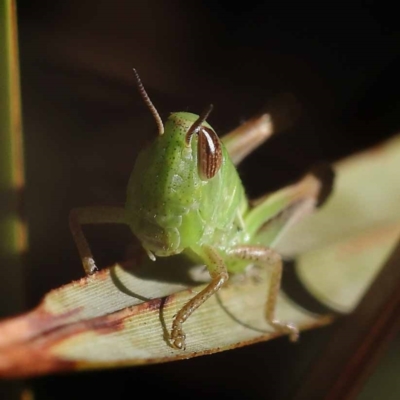 Praxibulus sp. (genus) (A grasshopper) at Pomaderris Nature Reserve - 19 Nov 2023 by ConBoekel