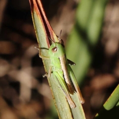 Praxibulus sp. (genus) at Pomaderris Nature Reserve - 19 Nov 2023