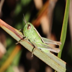 Praxibulus sp. (genus) at Pomaderris Nature Reserve - 19 Nov 2023 07:53 AM