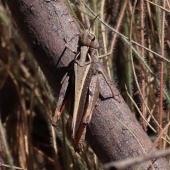 Cryptobothrus chrysophorus (Golden Bandwing) at Pomaderris Nature Reserve - 18 Nov 2023 by ConBoekel