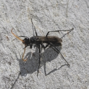 Fabriogenia sp. (genus) at Higgins Woodland - 23 Dec 2022 10:11 AM