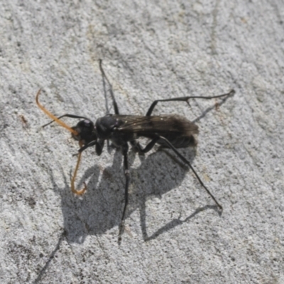 Fabriogenia sp. (genus) (Spider wasp) at Higgins Woodland - 23 Dec 2022 by AlisonMilton