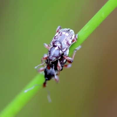 Aoplocnemis rufipes (A weevil) at QPRC LGA - 23 Nov 2023 by LisaH