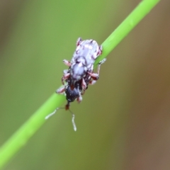 Aoplocnemis rufipes at QPRC LGA - suppressed