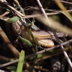 Praxibulus sp. (genus) at Pomaderris Nature Reserve - 19 Nov 2023 11:31 AM