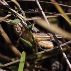 Praxibulus sp. (genus) at Pomaderris Nature Reserve - 19 Nov 2023 11:31 AM