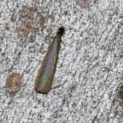 Termitoidae (informal group) (Unidentified termite) at Higgins, ACT - 22 Dec 2022 by AlisonMilton