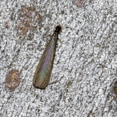 Termitoidae (informal group) (Unidentified termite) at Higgins, ACT - 22 Dec 2022 by AlisonMilton