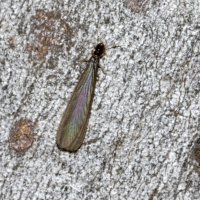 Termitoidae (informal group) (Unidentified termite) at Higgins Woodland - 23 Dec 2022 by AlisonMilton