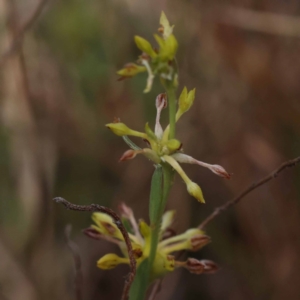 Pimelea curviflora var. sericea at Pomaderris Nature Reserve - 19 Nov 2023 11:42 AM