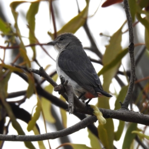 Dicaeum hirundinaceum at Lions Youth Haven - Westwood Farm A.C.T. - 23 Nov 2023