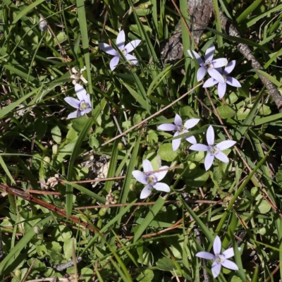 Isotoma fluviatilis subsp. australis (Swamp Isotome) at Gundary, NSW - 18 Nov 2023 by ConBoekel