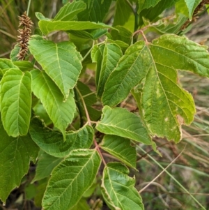 Acer negundo at The Pinnacle - 23 Nov 2023 09:31 AM