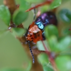 Lamprolina (genus) (Pittosporum leaf beetle) at Mongarlowe, NSW - 23 Nov 2023 by LisaH