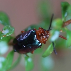 Lamprolina (genus) at QPRC LGA - 23 Nov 2023