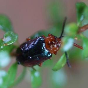 Lamprolina (genus) at QPRC LGA - 23 Nov 2023