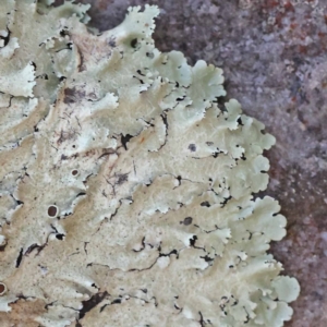 Flavoparmelia sp. at Pomaderris Nature Reserve - 19 Nov 2023