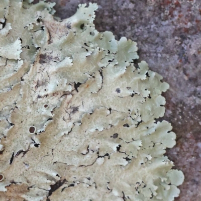 Flavoparmelia sp. (Flavoparmelia Lichen) at Pomaderris Nature Reserve - 18 Nov 2023 by ConBoekel