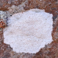 Lichen - crustose at Pomaderris Nature Reserve - 18 Nov 2023 by ConBoekel