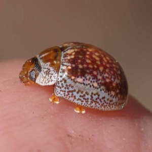 Paropsisterna m-fuscum at Pomaderris Nature Reserve - 19 Nov 2023