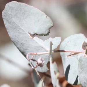 Paropsisterna m-fuscum at Pomaderris Nature Reserve - 19 Nov 2023