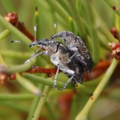 Pachyura australis (Belid weevil) at Mongarlowe, NSW - 23 Nov 2023 by LisaH