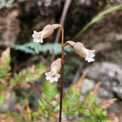 Gastrodia sesamoides at Tidbinbilla Nature Reserve - 23 Nov 2023