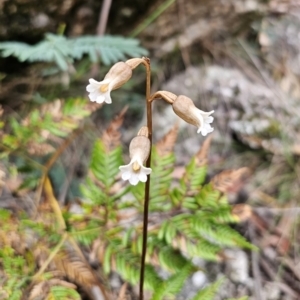 Gastrodia sesamoides at Tidbinbilla Nature Reserve - 23 Nov 2023