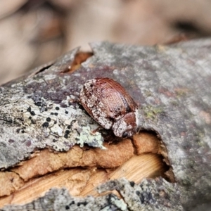 Trachymela sloanei at Tidbinbilla Nature Reserve - 23 Nov 2023 01:35 PM