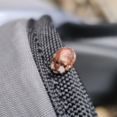 Trachymela sloanei at Tidbinbilla Nature Reserve - 23 Nov 2023