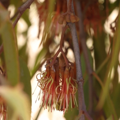 Amyema miquelii (Box Mistletoe) at Goulburn Mulwaree Council - 19 Nov 2023 by ConBoekel