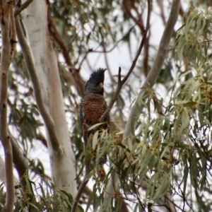 Callocephalon fimbriatum at QPRC LGA - 23 Nov 2023