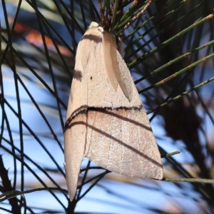 Gastrophora henricaria at Pomaderris Nature Reserve - 19 Nov 2023 07:59 AM