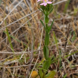 Centaurium erythraea at The Pinnacle - 23 Nov 2023