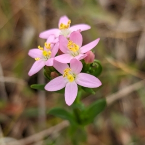 Centaurium erythraea at The Pinnacle - 23 Nov 2023