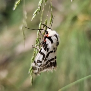 Ardices glatignyi at Tidbinbilla Nature Reserve - 23 Nov 2023 11:53 AM