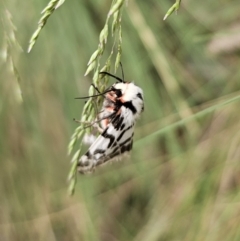 Ardices glatignyi at Tidbinbilla Nature Reserve - 23 Nov 2023