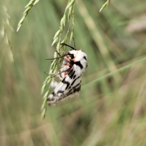 Ardices glatignyi at Tidbinbilla Nature Reserve - 23 Nov 2023 11:53 AM