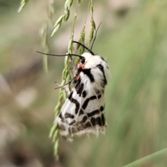 Ardices glatignyi at Tidbinbilla Nature Reserve - 23 Nov 2023 11:53 AM